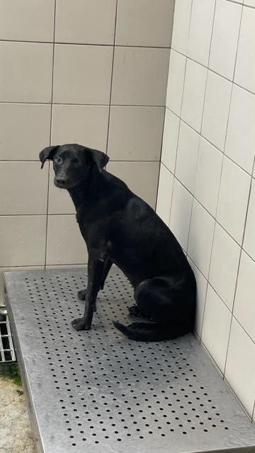 新北市已領養狗 混種犬