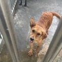 澎湖縣已領養狗 混種犬