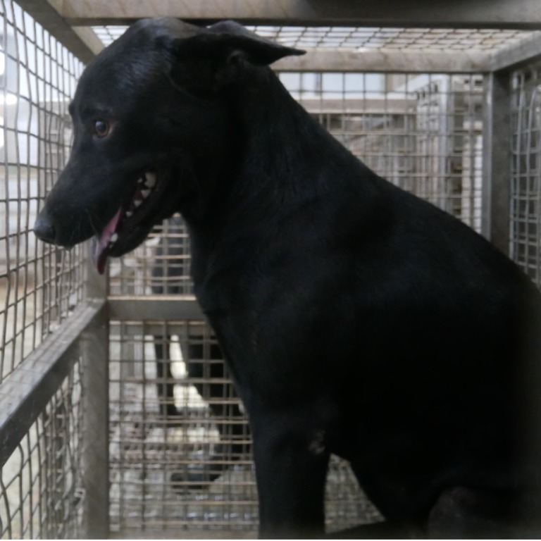 台南市已領養狗 混種犬
