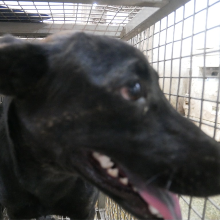 台南市已領養狗 混種犬
