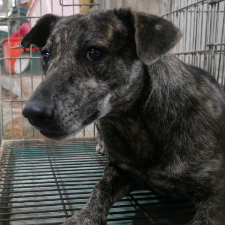 台南市已領養狗 混種犬