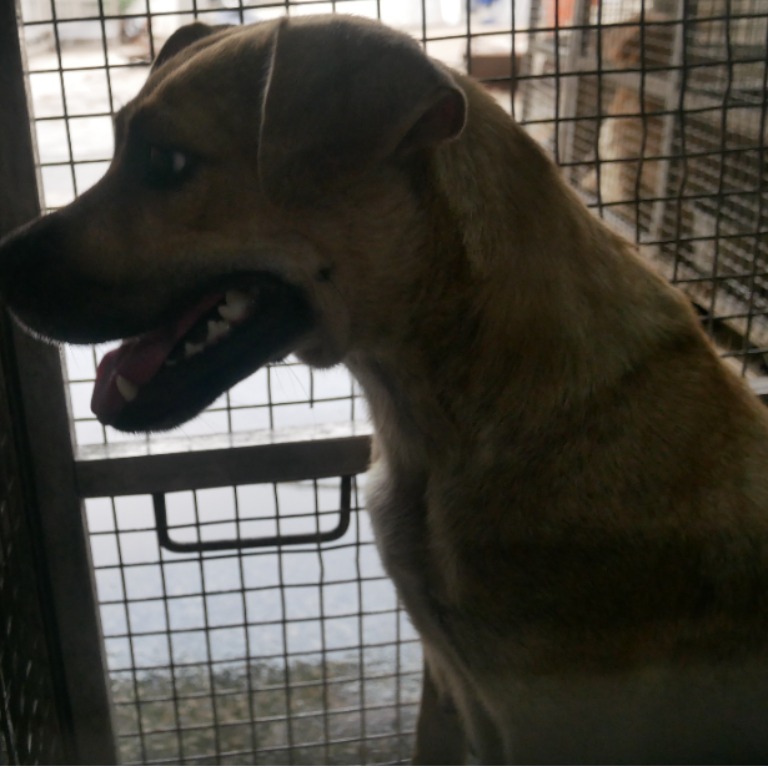 台南市已領養狗 混種犬