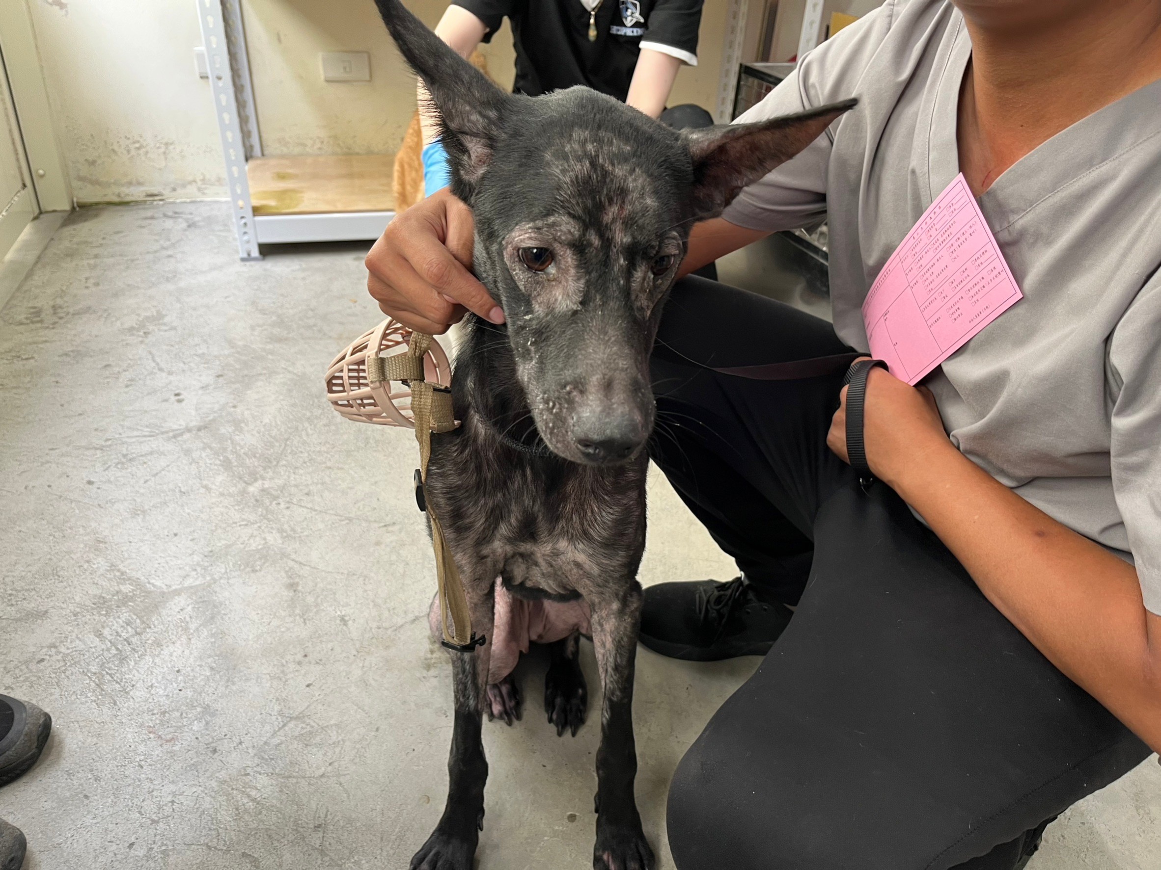 台北市已領養狗 混種犬