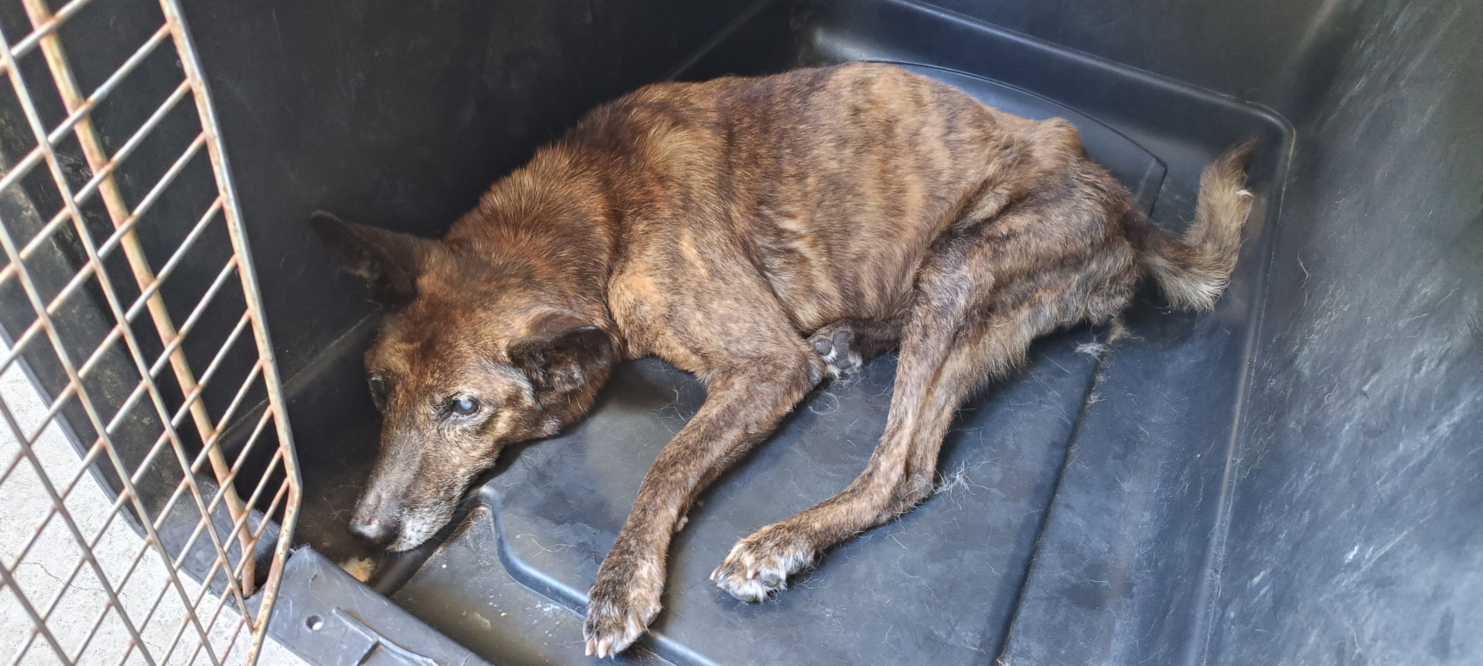 新北市待認養狗 混種犬