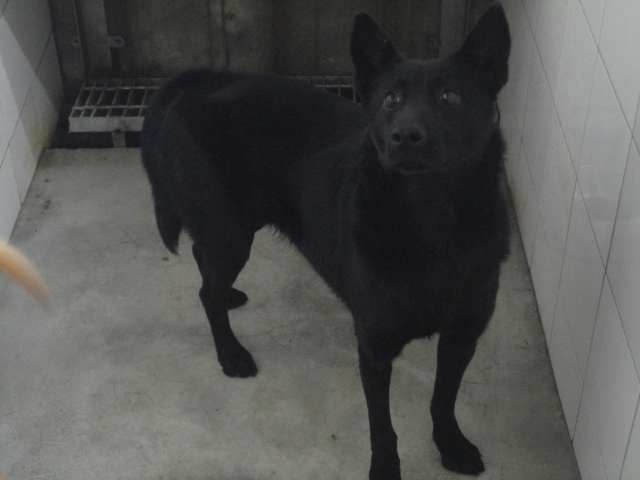 新北市已領養狗 混種犬