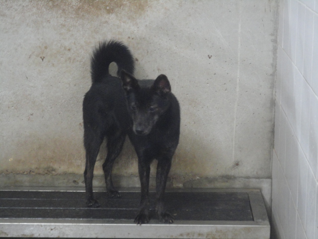 新北市已領養狗 混種犬