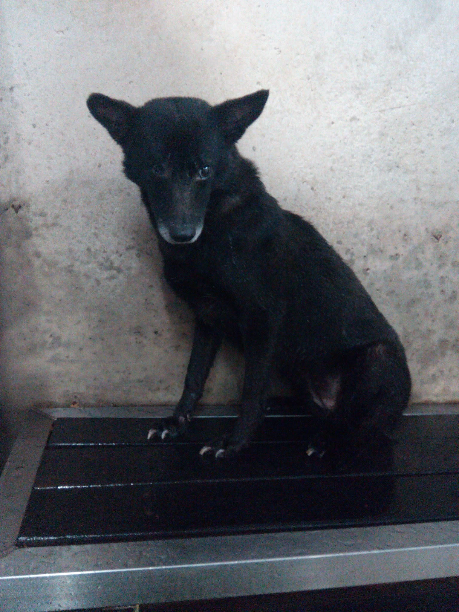 新北市已領養狗 混種犬
