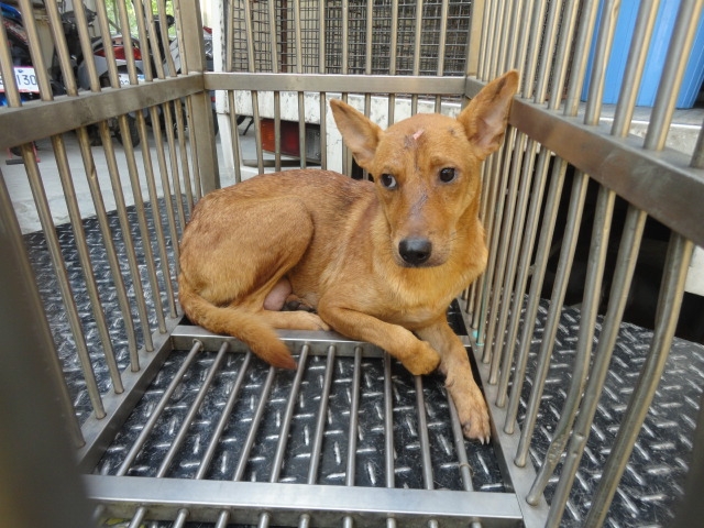 新北市已領養狗 混種犬