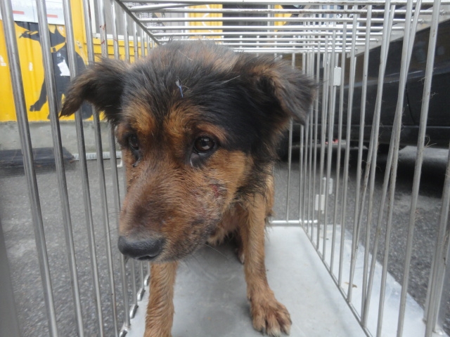新北市已領養狗 混種犬