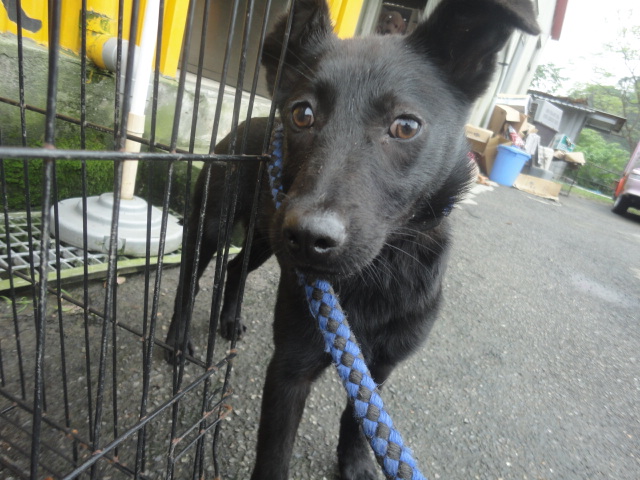 新北市已領養狗 混種犬