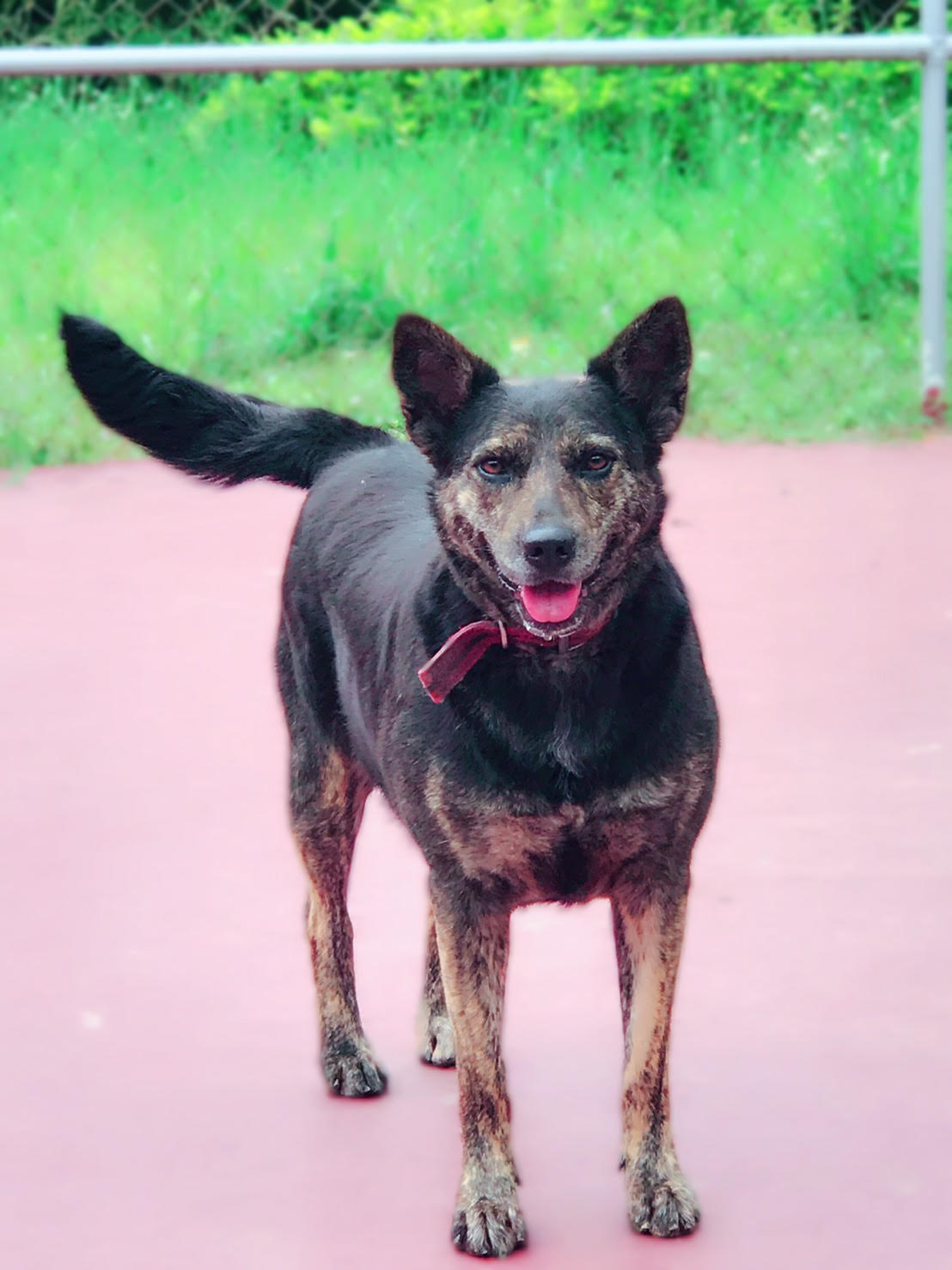 新北市已領養狗 混種犬