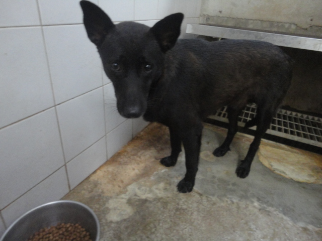 新北市已領養狗 混種犬