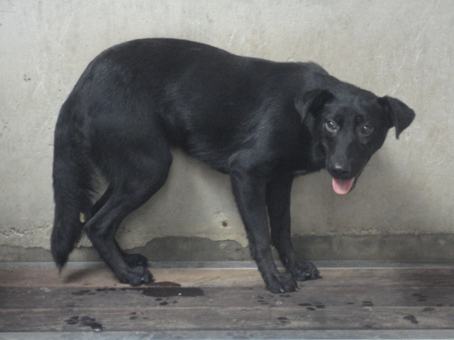 新北市已領養狗 混種犬
