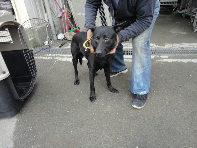 新北市已領養狗 混種犬