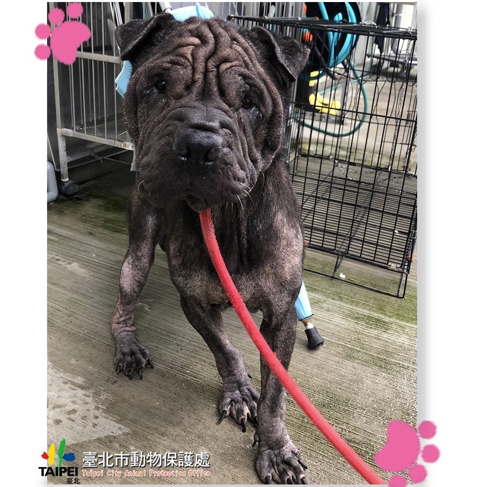 台北市已領養狗 混種犬