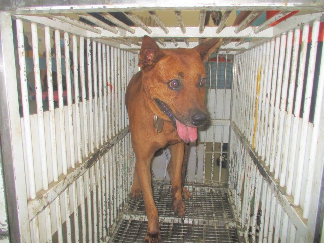 桃園市已領養狗 混種犬
