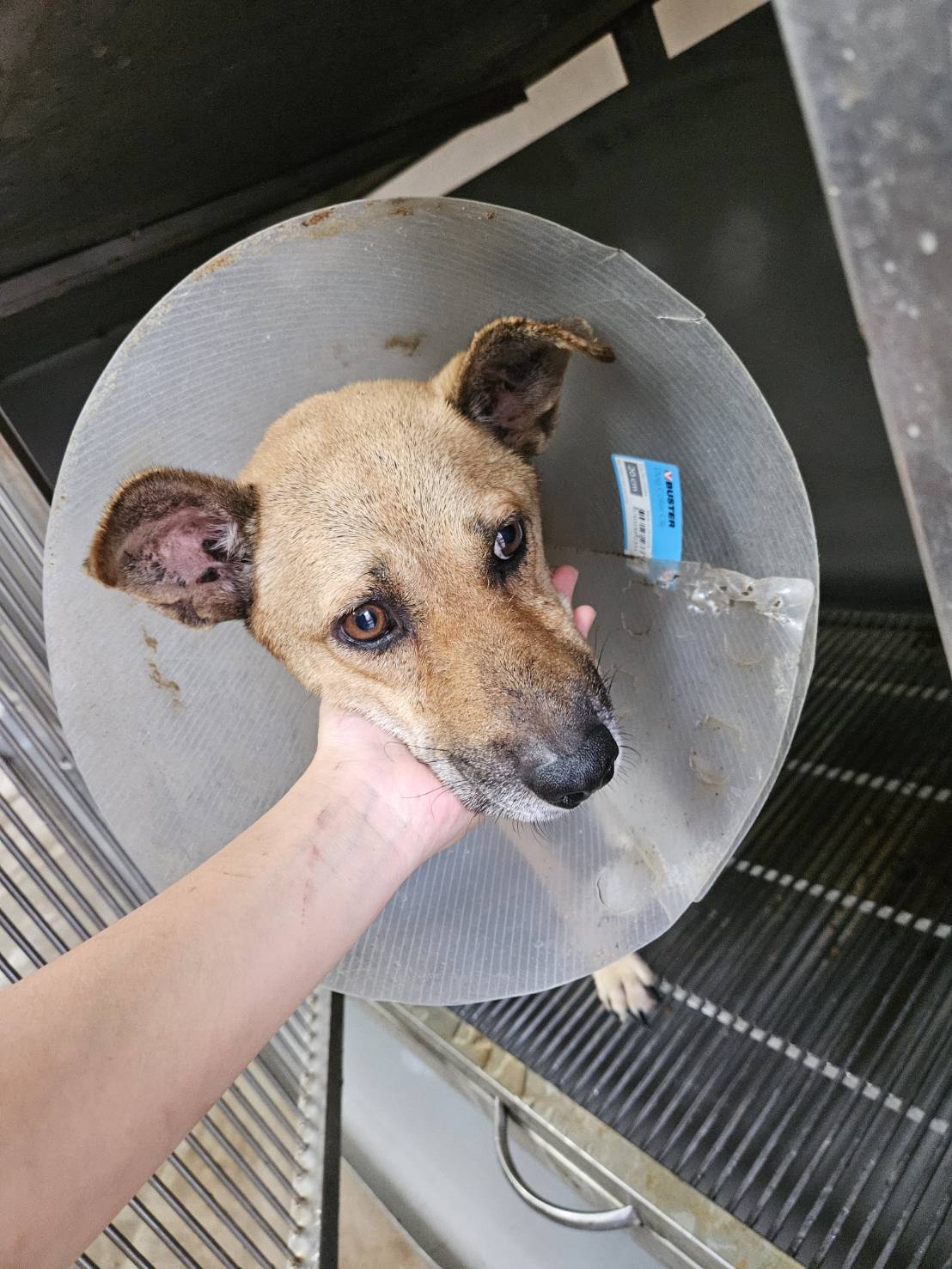金門縣已領養狗 混種犬