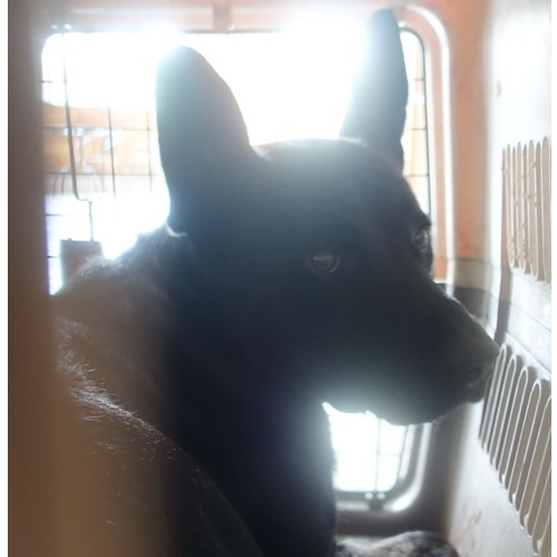 宜蘭縣已領養狗 混種犬