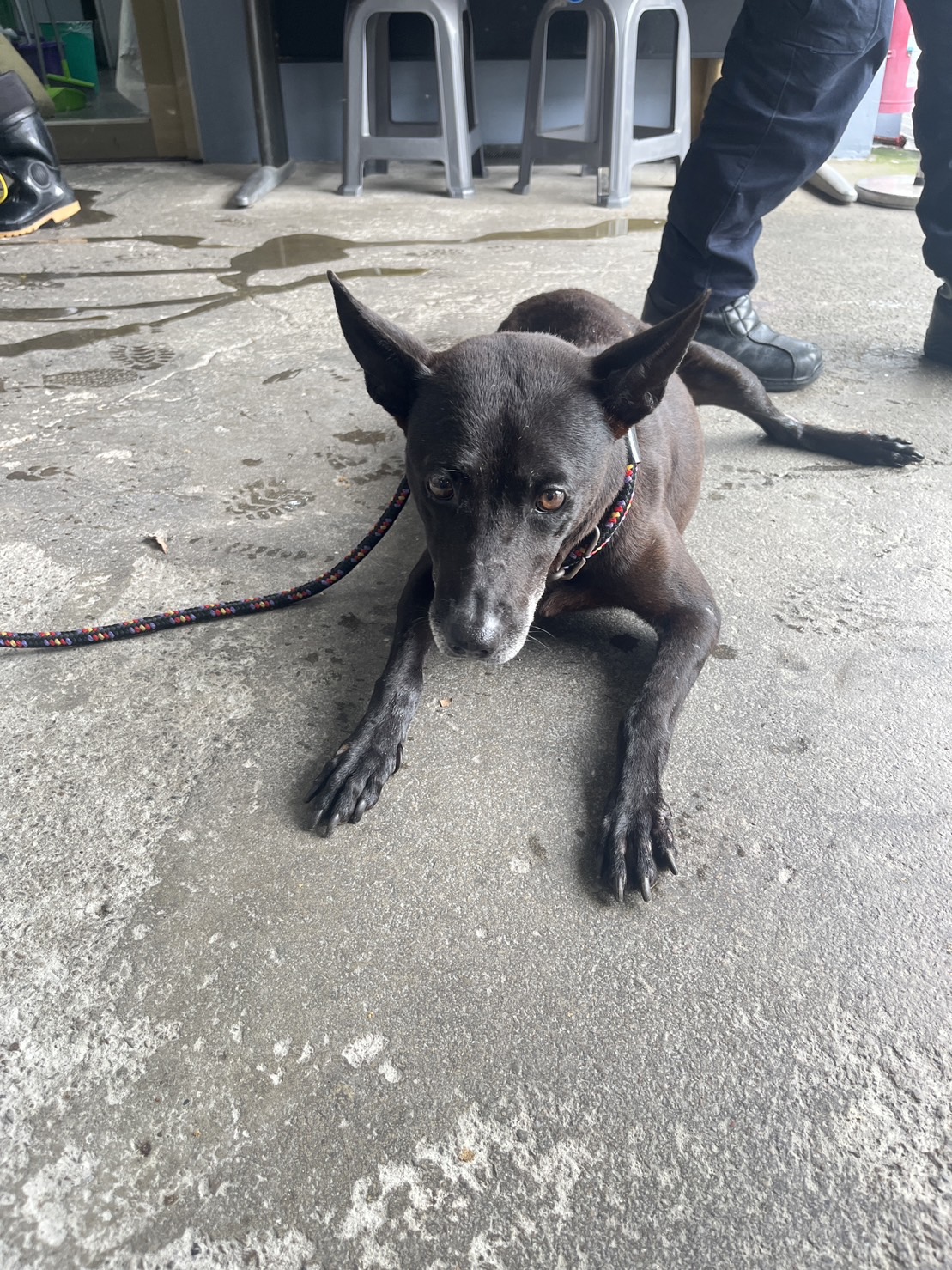 新北市已領養狗 混種犬
