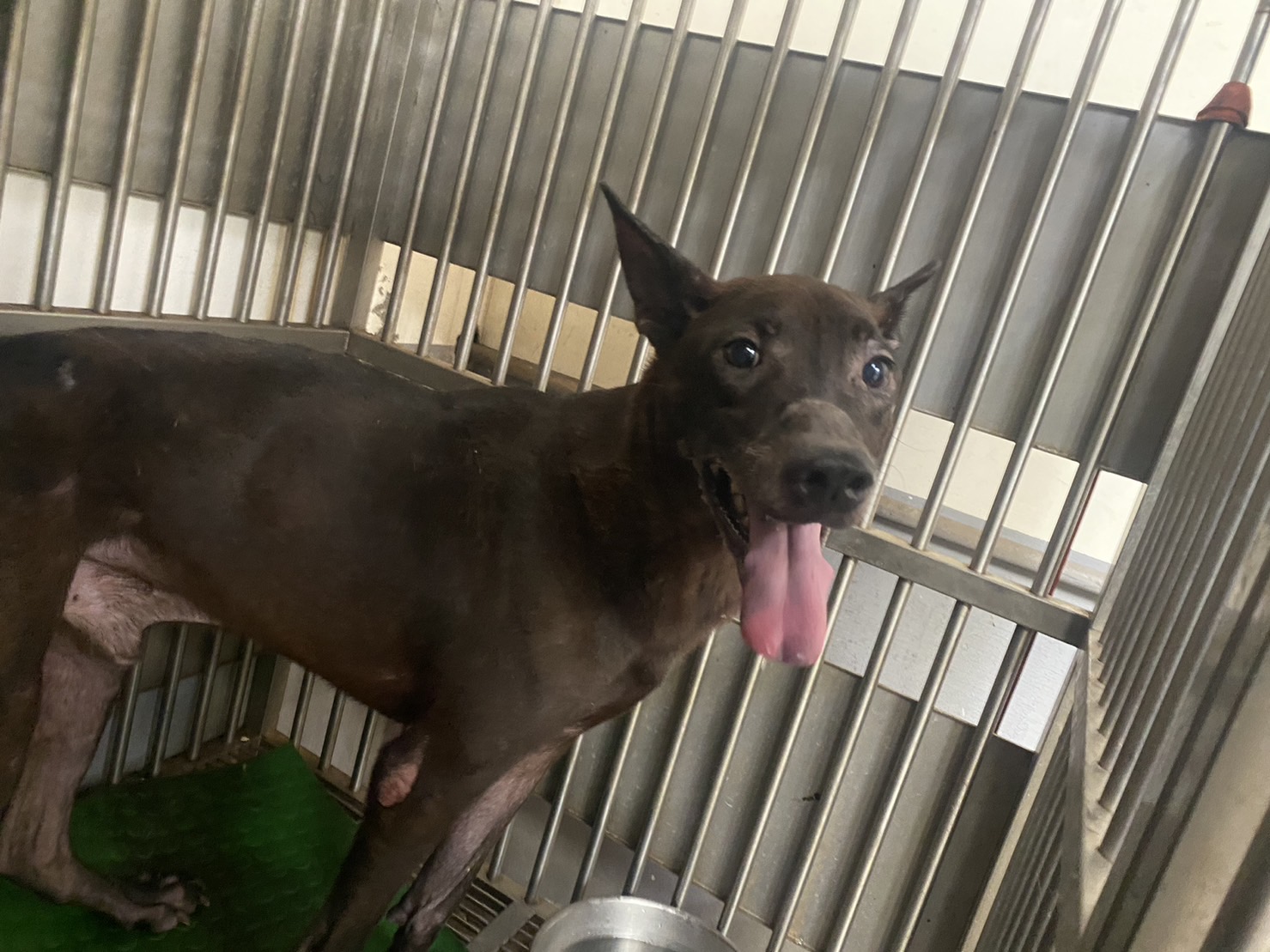 新北市已領養狗 混種犬