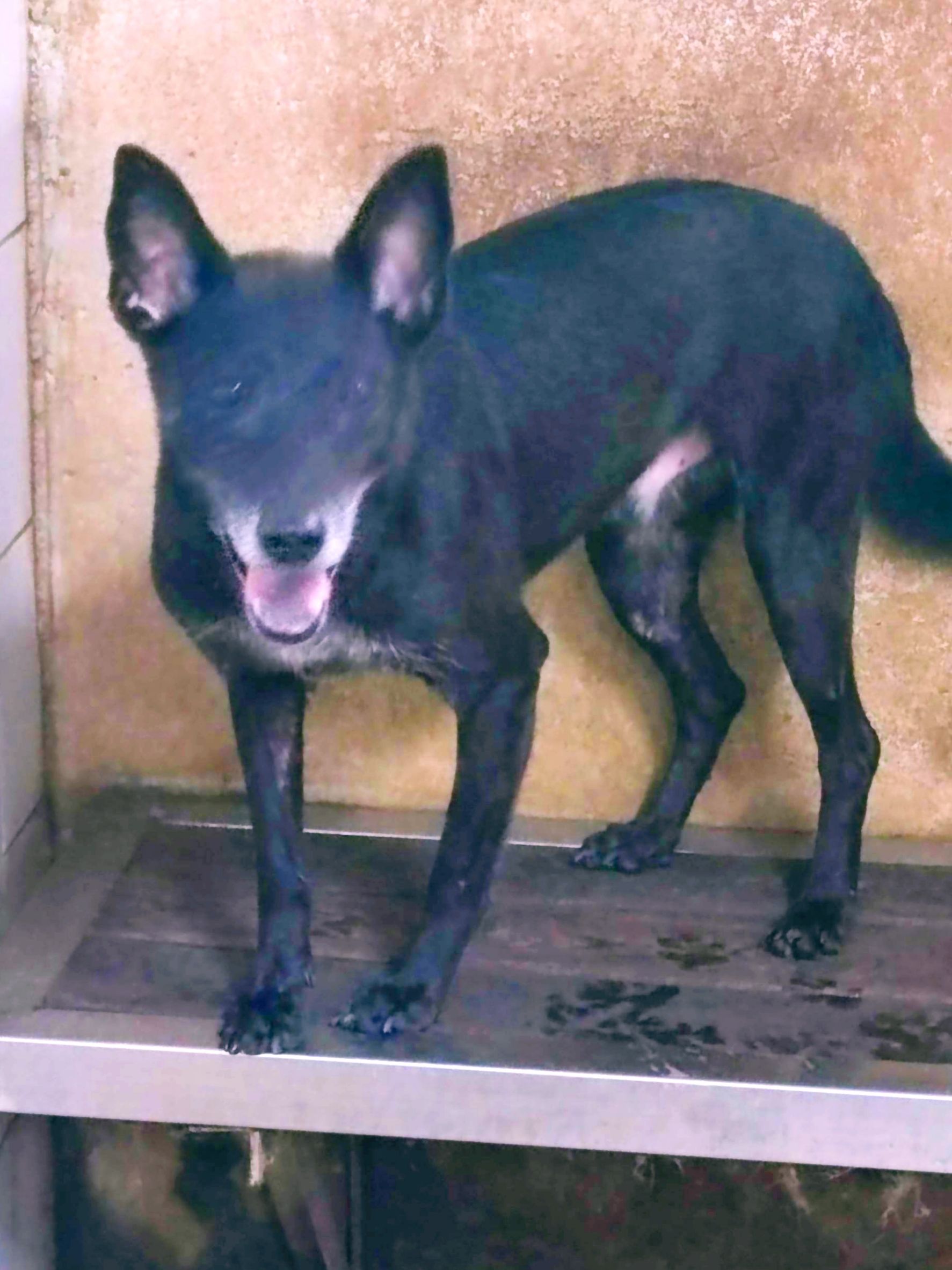 新北市已領養狗 混種犬