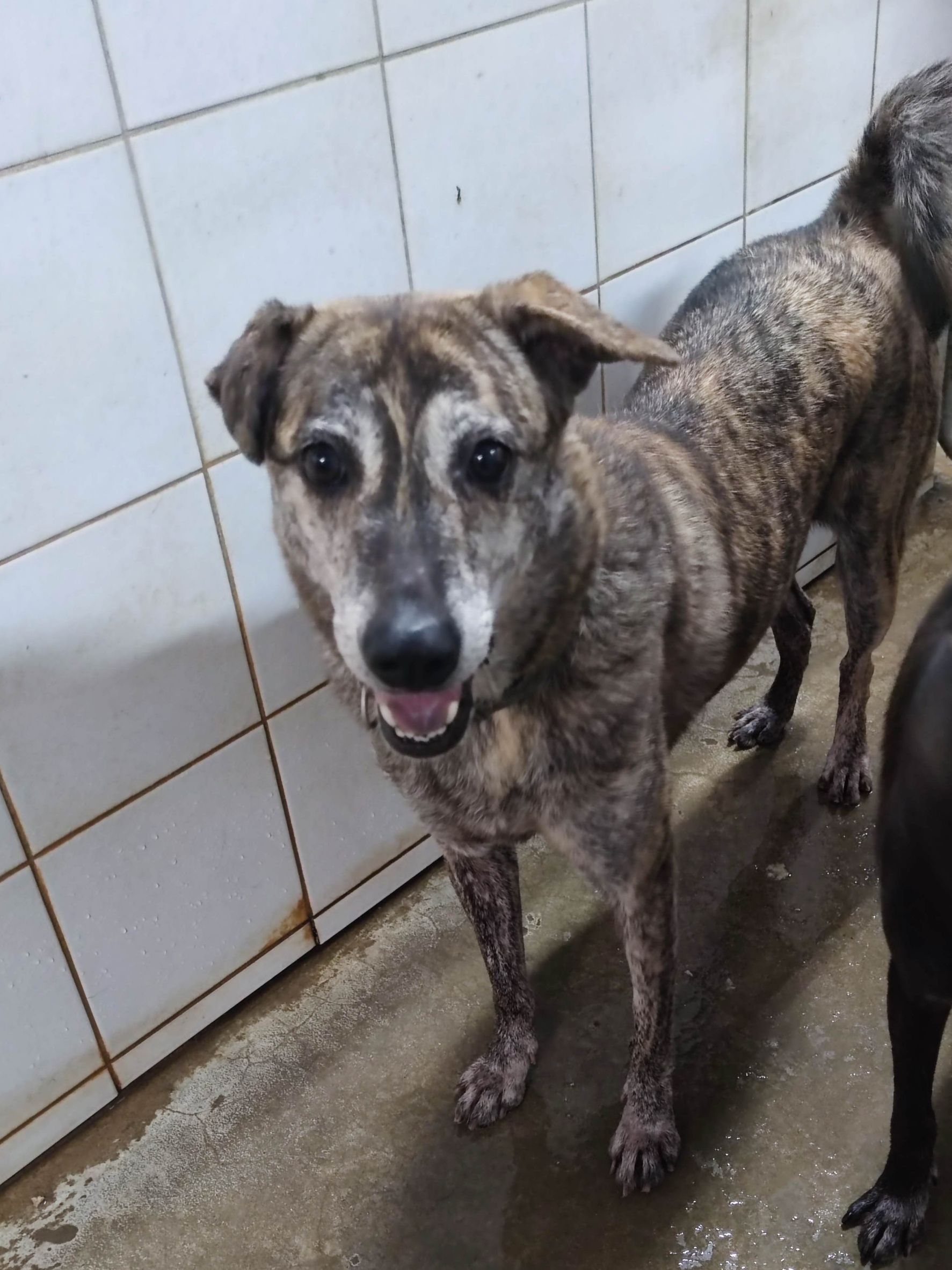 新北市已領養狗 混種犬