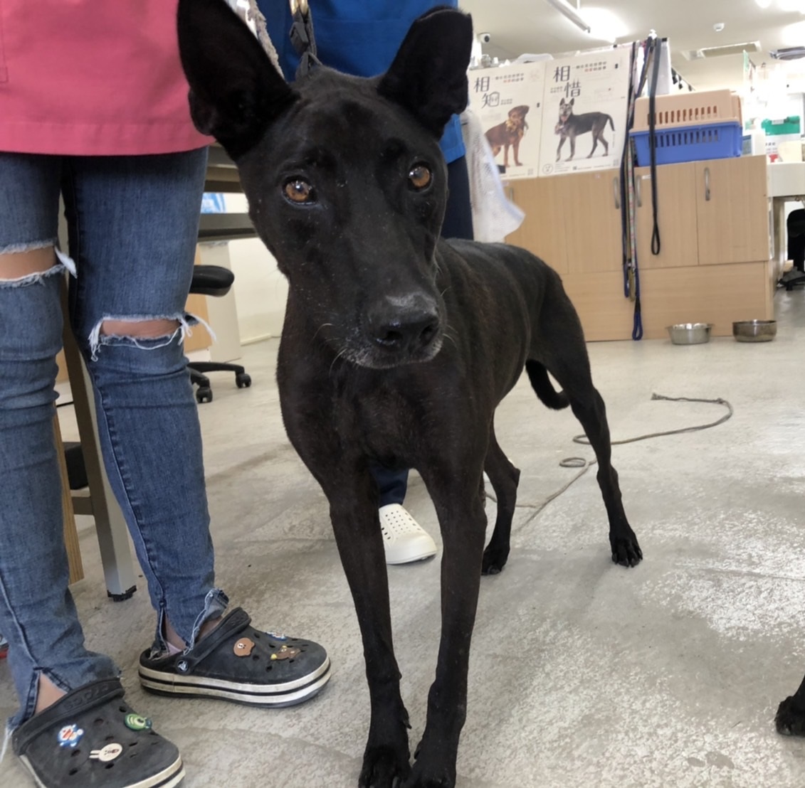 台北市已領養狗 混種犬