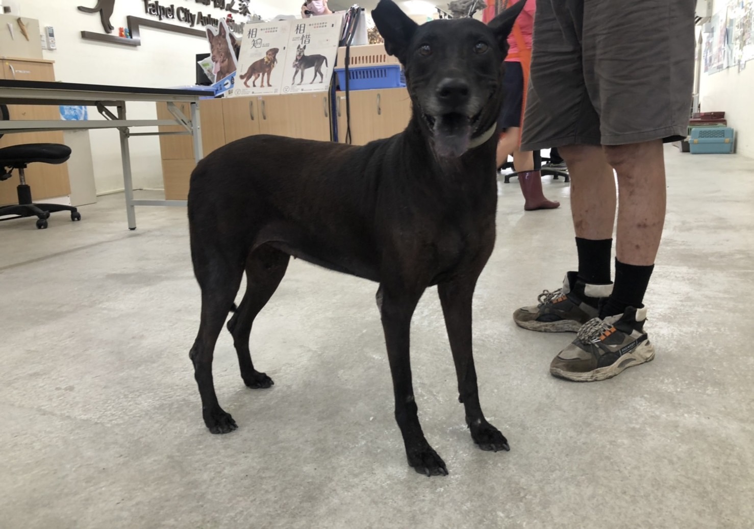 台北市已領養狗 混種犬