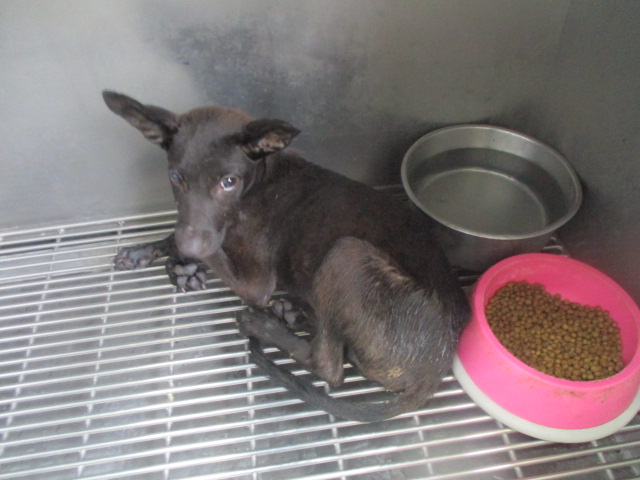 高雄市已領養狗 混種犬