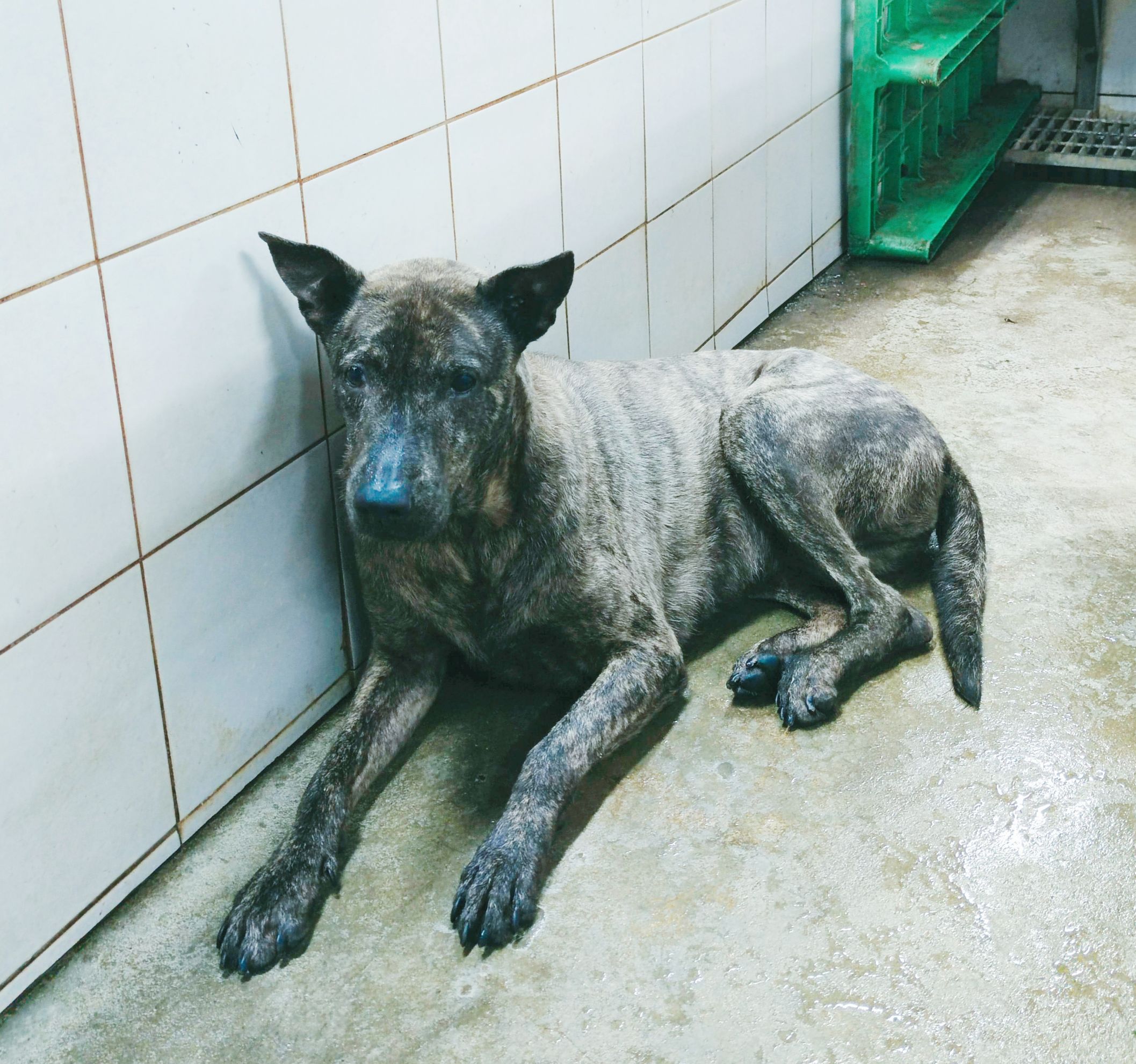 新北市已領養狗 混種犬