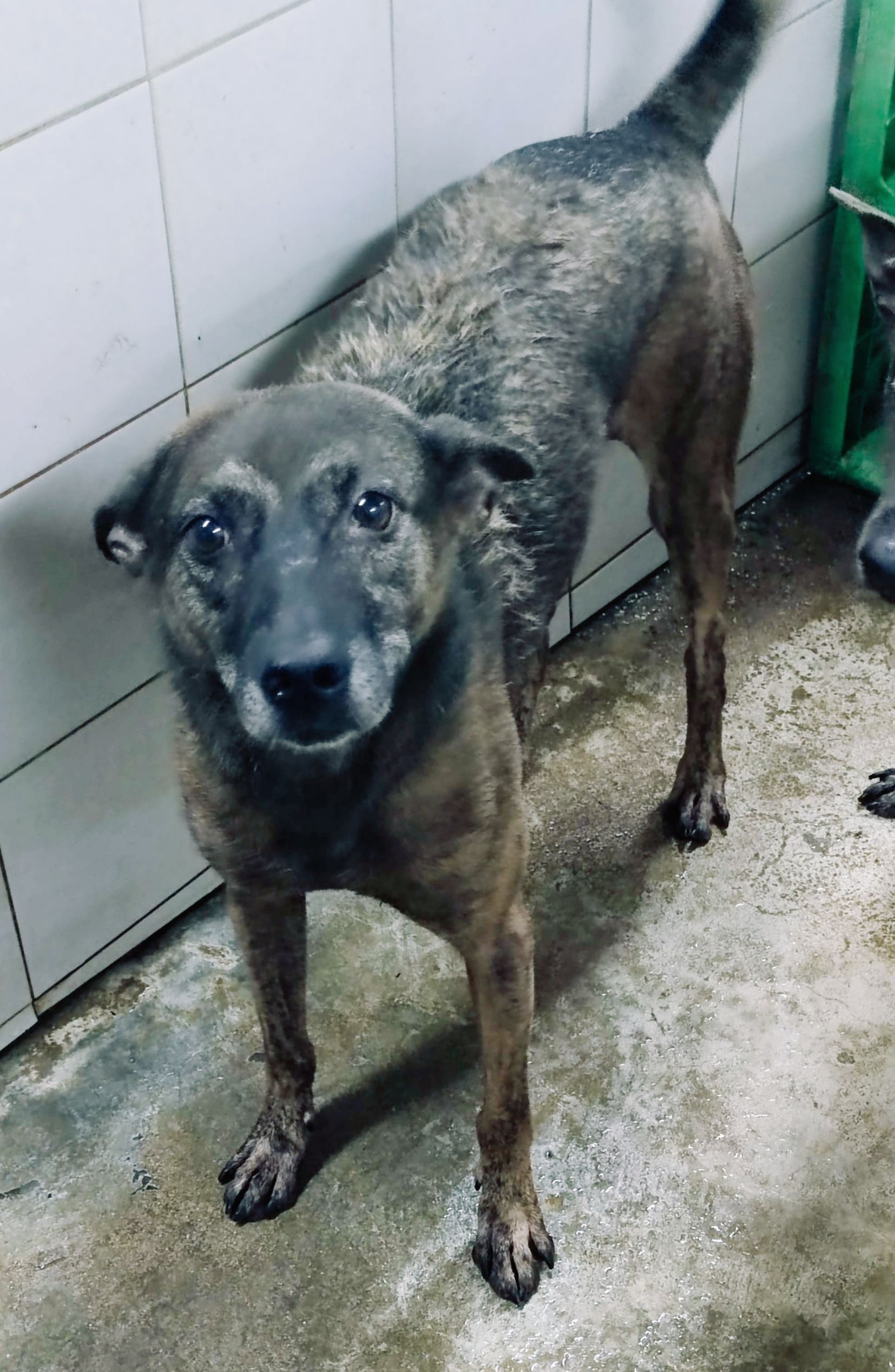 新北市已領養狗 混種犬