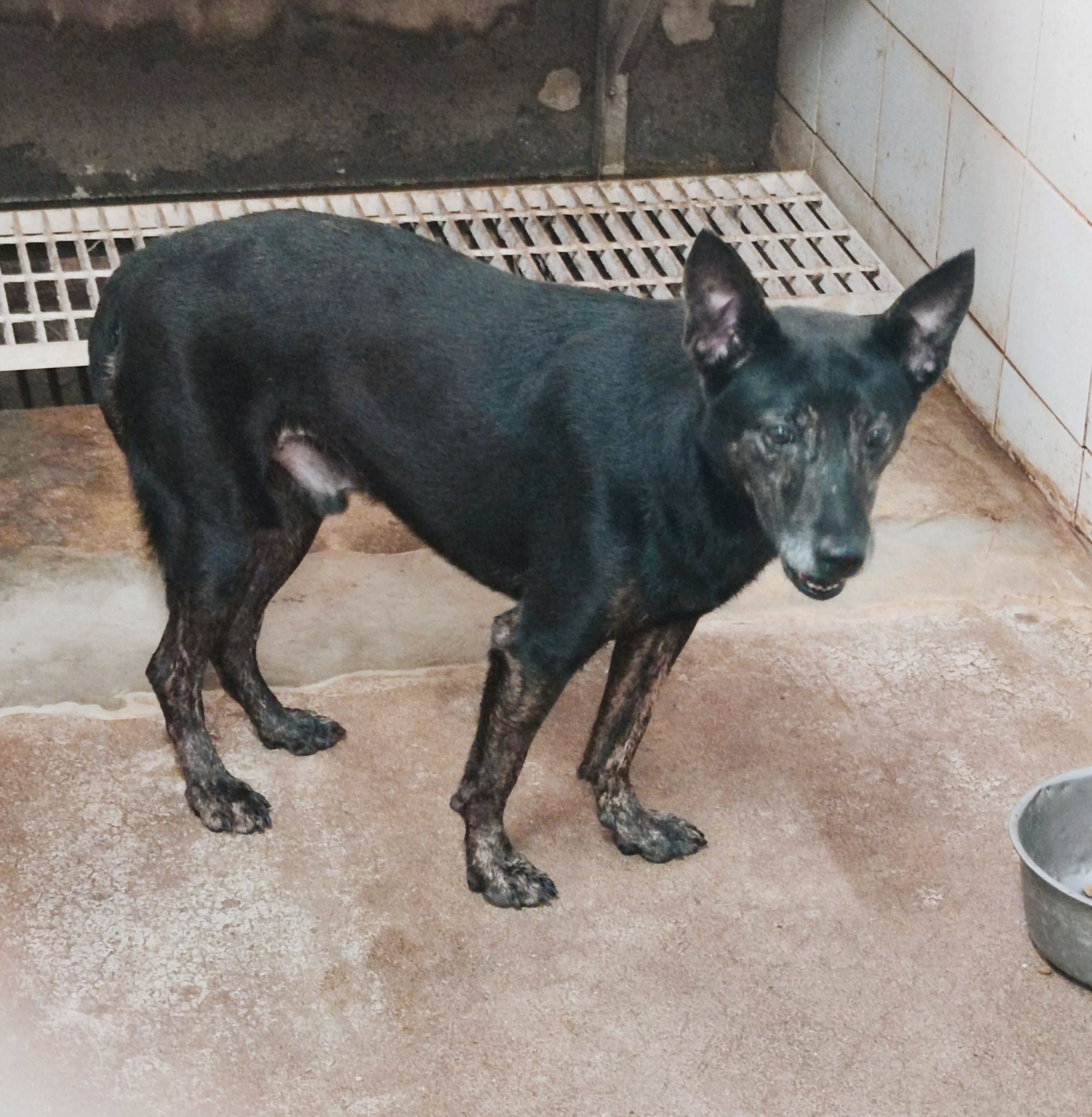 新北市已領養狗 混種犬