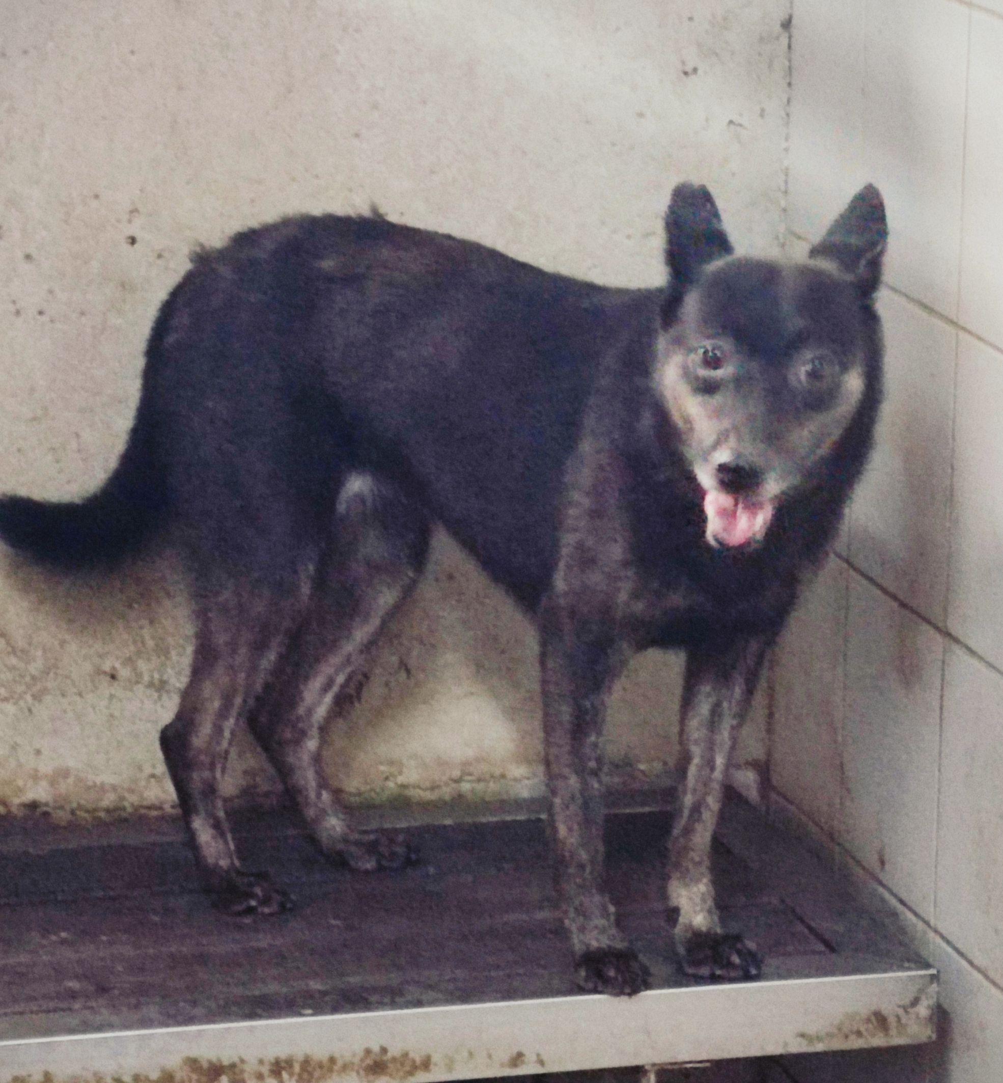 新北市已領養狗 混種犬