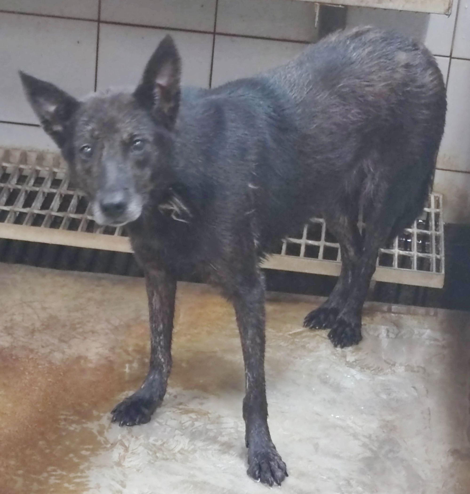 新北市已領養狗 混種犬