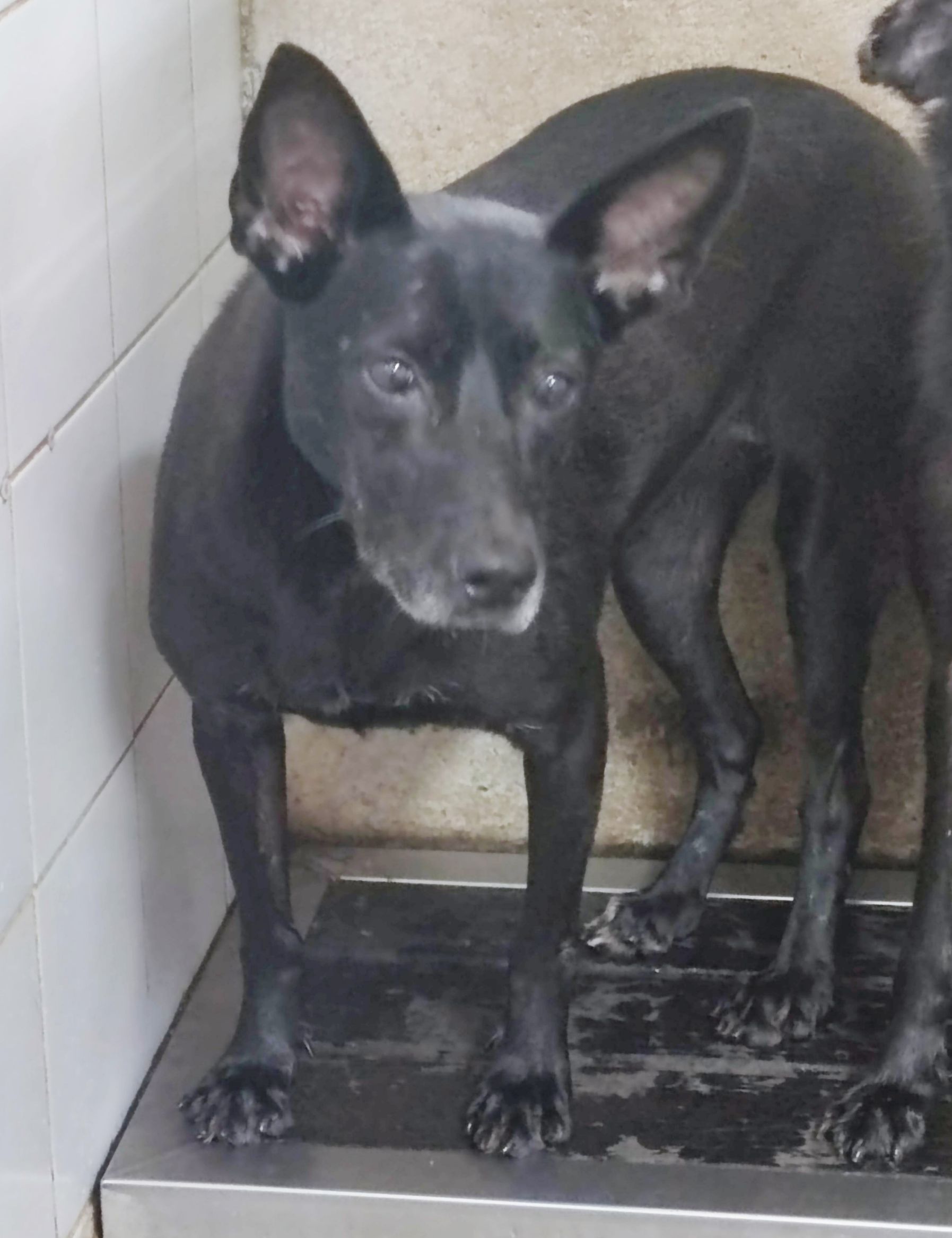 新北市已領養狗 混種犬