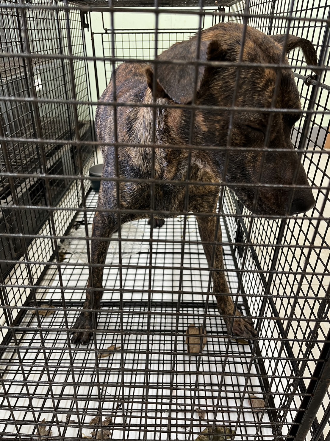 金門縣已領養狗 混種犬