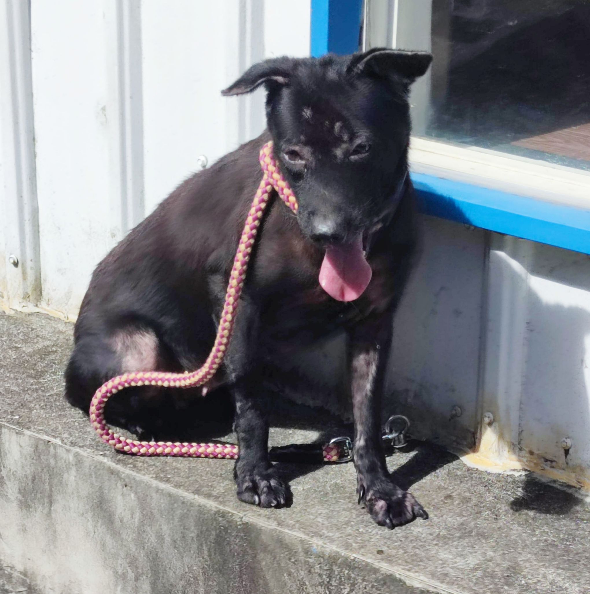新北市已領養狗 混種犬