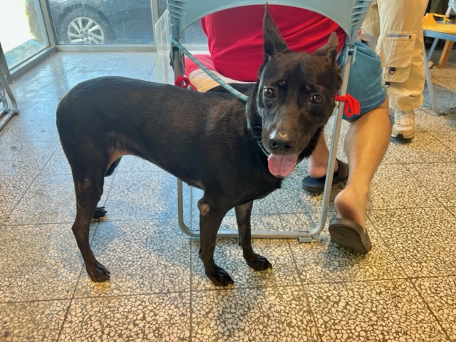 桃園市待認養狗 混種犬