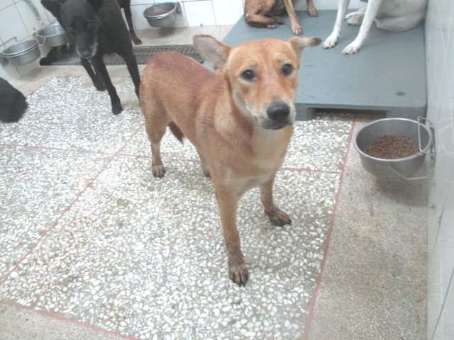 高雄市已領養狗 混種犬