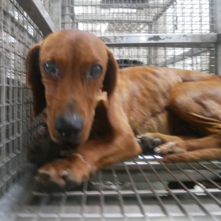 台南市已領養狗 混種犬