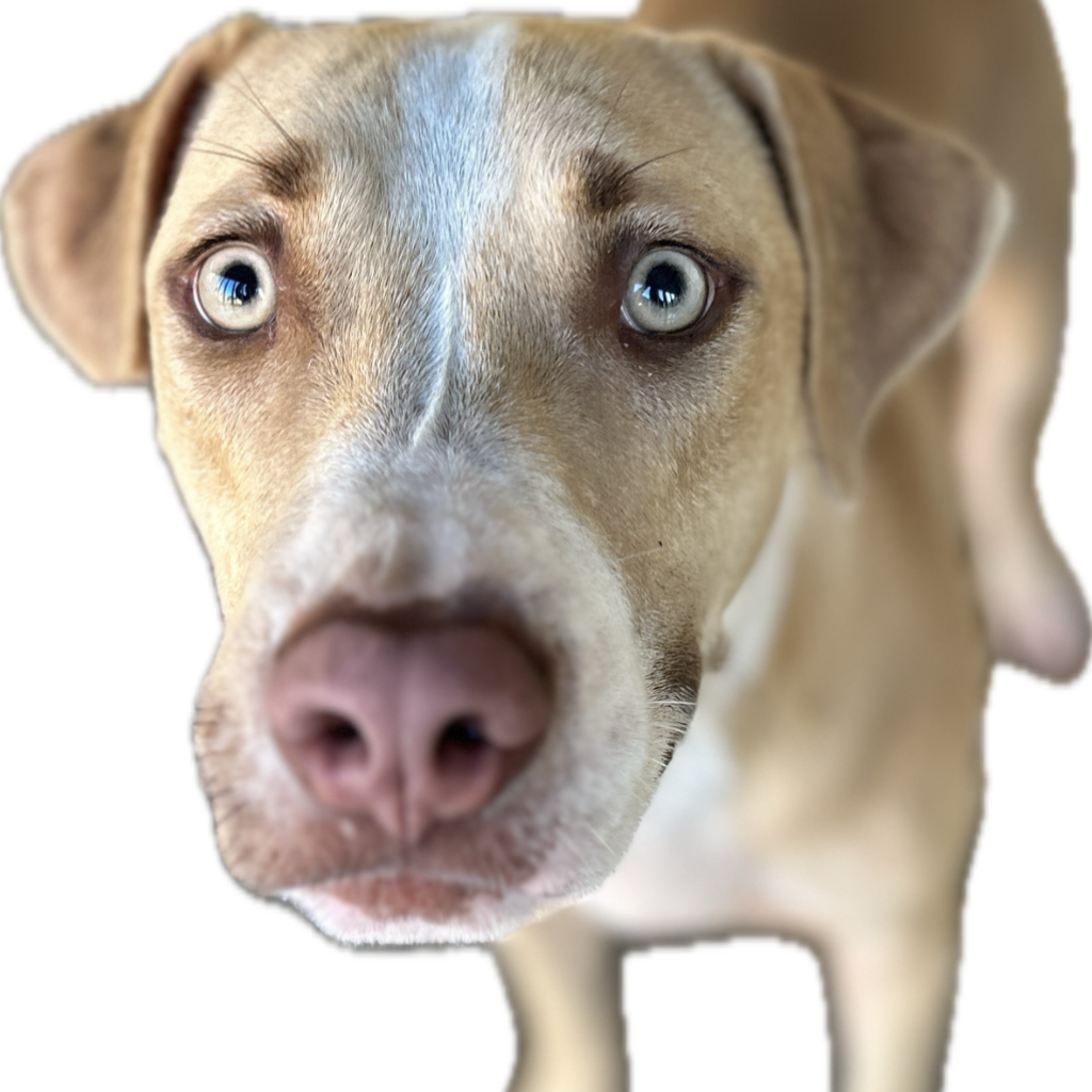 澎湖縣已領養狗 比特犬之混種犬