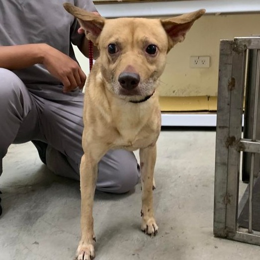 台北市已領養狗 混種犬