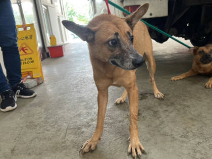 桃園市待認養狗｜混種犬｜黃色｜母