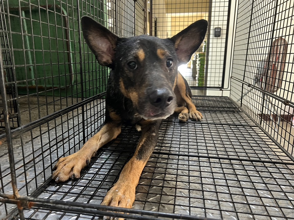 桃園市已領養狗 混種犬