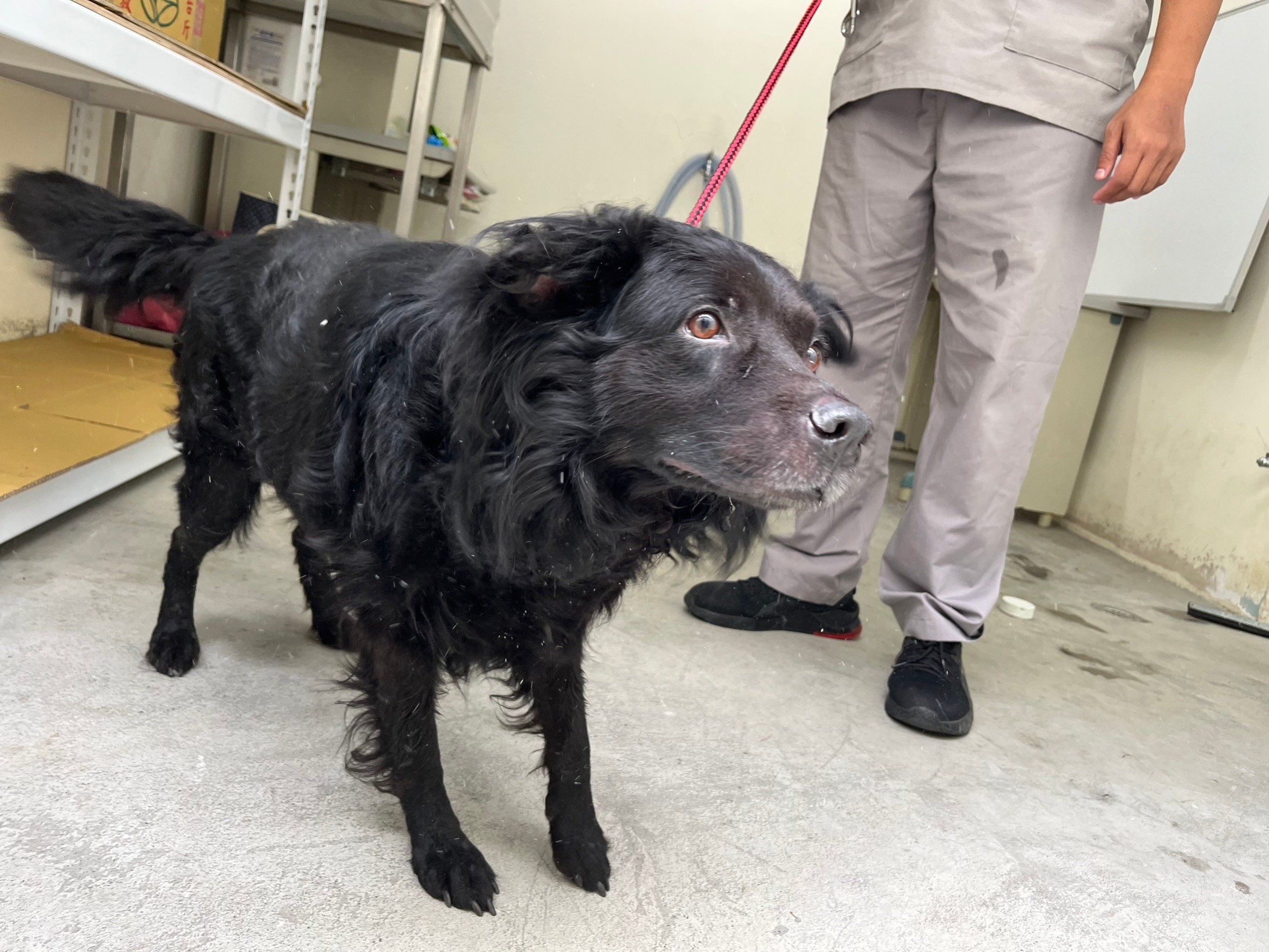 台北市已領養狗 混種犬