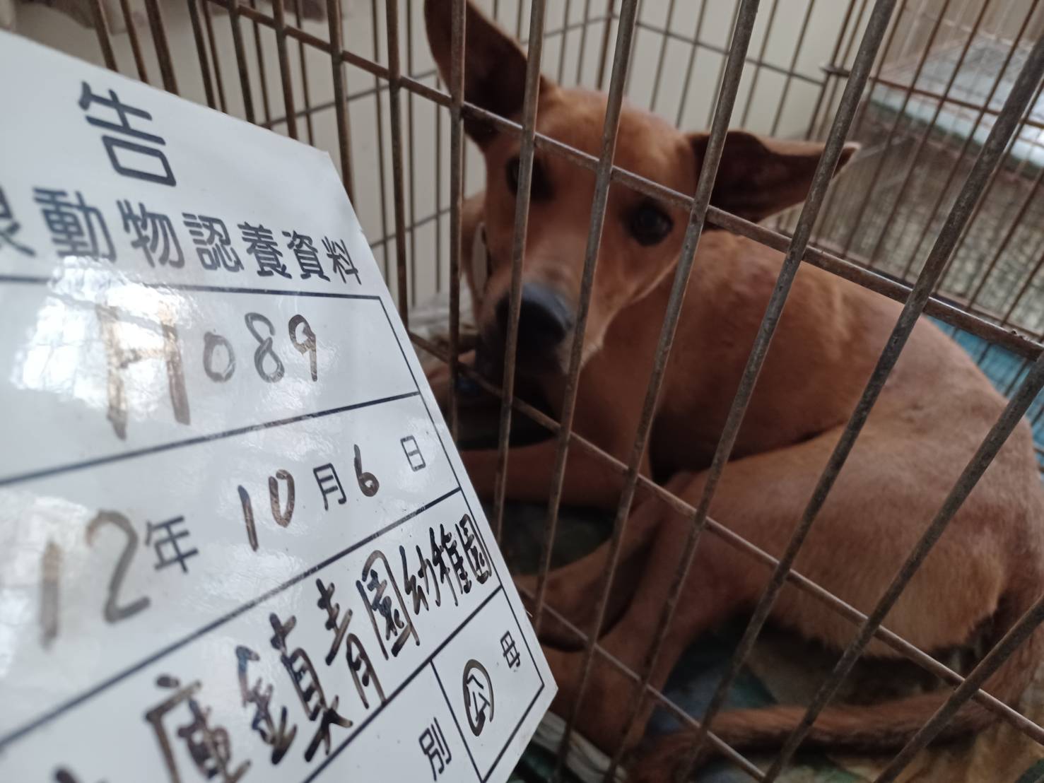 雲林縣已領養狗 混種犬