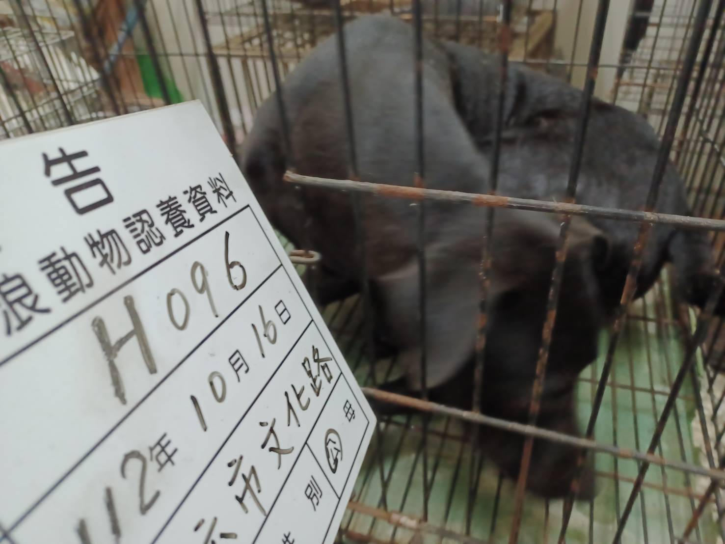雲林縣已領養狗 混種犬