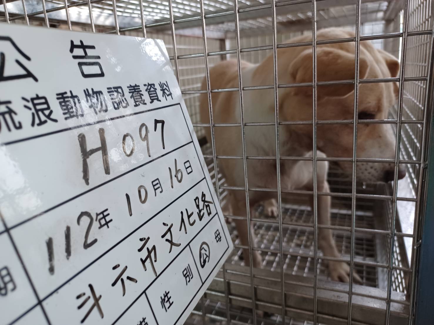 雲林縣已領養狗 混種犬