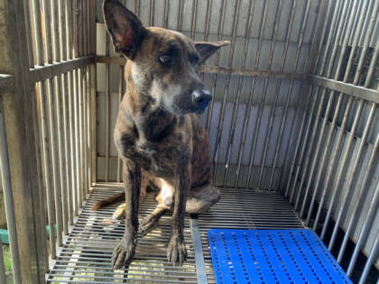 新北市待認養狗｜台灣犬｜虎斑色｜公
