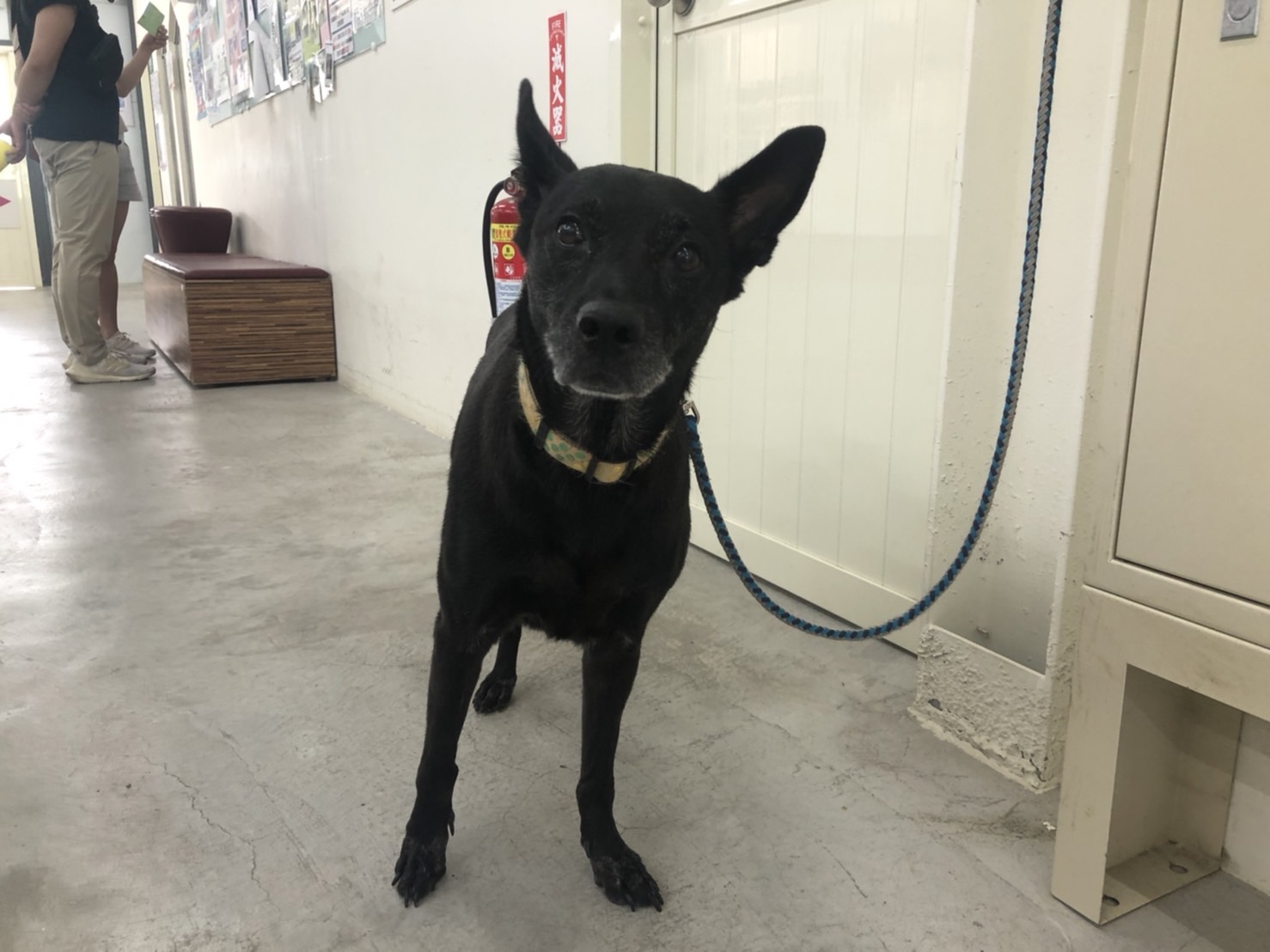 台北市已領養狗 混種犬